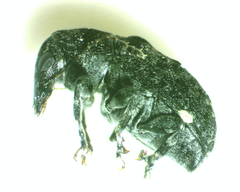 Anthribinae