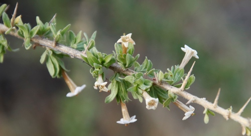 Image of Lycium villosum by (c) Tony Rebelo, some rights reserved (CC BY-SA)