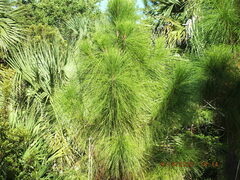 Pinus elliottii