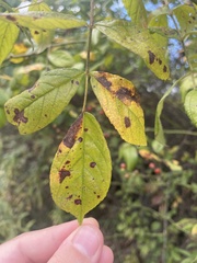 Malus sylvestris