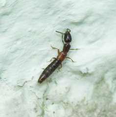 Xantholinus