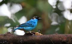 Chalcothraupis ruficervix