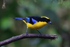 Anisognathus somptuosus