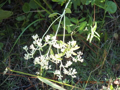 Eupatorium mikanioides