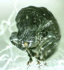Anthribinae