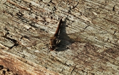 Sympetrum striolatum