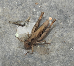 Chorthippus macrocerus