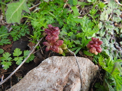 Aculus