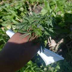 Lupinus angustifolius