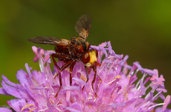 Sicus ferrugineus