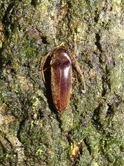Eucnemidae