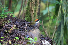 Arremon brunneinucha