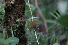 Chlorospingus semifuscus