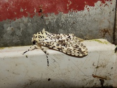 Lichnoptera pollux