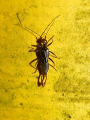 Spongiphoridae