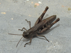 Chorthippus macrocerus