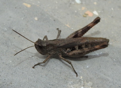 Chorthippus macrocerus