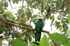 Pharomachrus auriceps