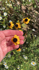 Rudbeckia triloba