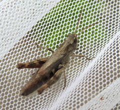 Chorthippus macrocerus