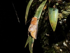 Hemiceras nigrescens