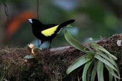 Ramphocelus flammigerus