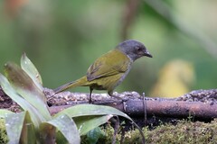 Chlorospingus semifuscus