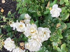 Diplocarpon rosae