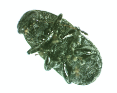 Anthribinae