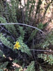 Limbarda crithmoides