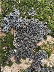 Peltigera canina