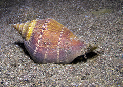 Neodilatilabrum succinctum