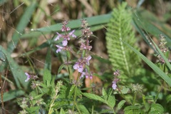 Stachys hispida