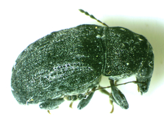 Anthribinae