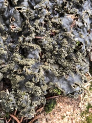 Peltigera canina