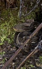 Crotalus horridus