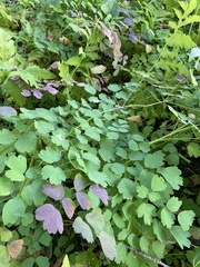 Thalictrum dioicum