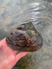 Potamilus alatus