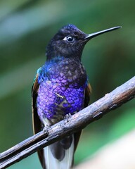 Boissonneaua jardini