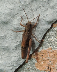 Chorthippus macrocerus