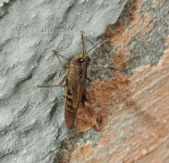 Chorthippus macrocerus
