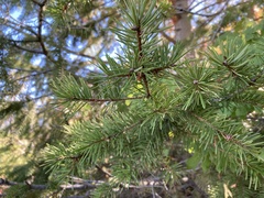 Pseudotsuga menziesii glauca