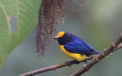 Euphonia xanthogaster