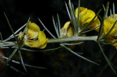 Aspalathus florifera