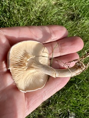 Clitocybe rivulosa