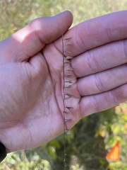 Bouteloua curtipendula