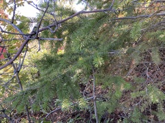 Pseudotsuga menziesii glauca