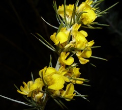 Aspalathus florifera