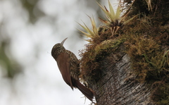 Lepidocolaptes lacrymiger