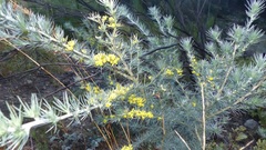 Aspalathus florifera